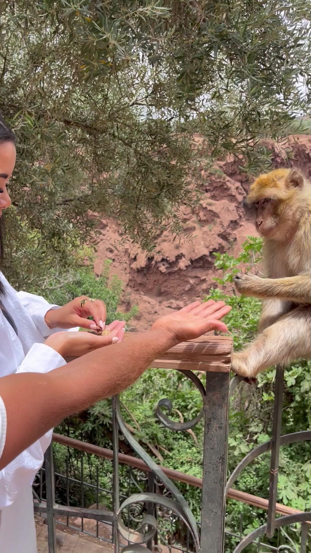 Woman Feeding Wild Monkey Outdoors